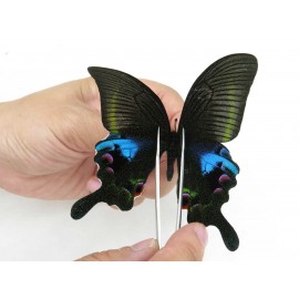 Papilio arcturus ssp. China, Yunnan, Dali, C of Mt.Cangshan. 1M. Papi-Papi-211064.