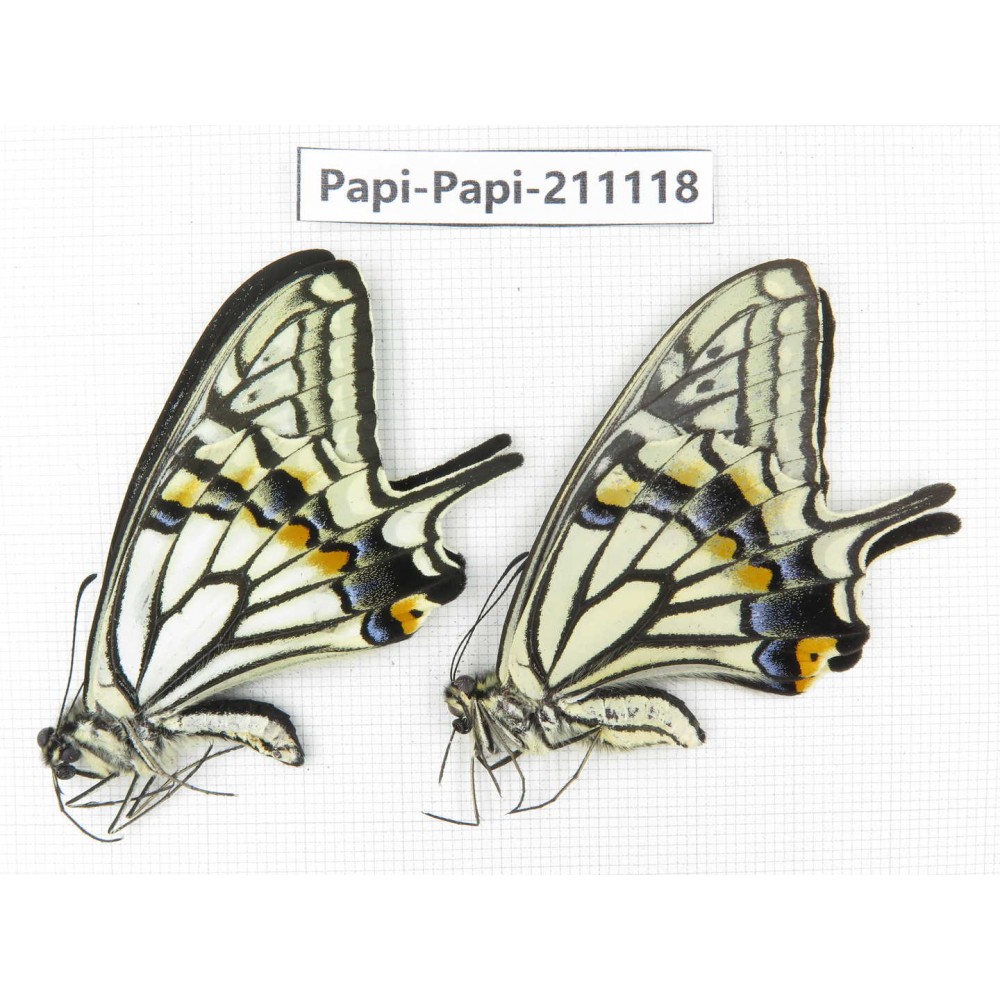Papilio xuthus ssp. China, Yunnan, Dali, Fengyi town. 1P. Papi-Papi-211118.