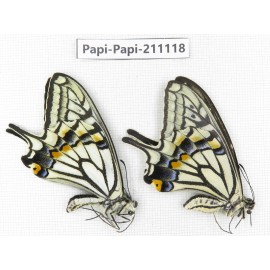 Papilio xuthus ssp. China, Yunnan, Dali, Fengyi town. 1P. Papi-Papi-211118.