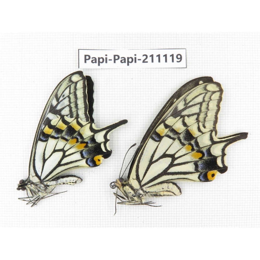 Papilio xuthus ssp. China, Yunnan, Dali, Fengyi town. 1P. Papi-Papi-211119.