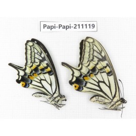 Papilio xuthus ssp. China, Yunnan, Dali, Fengyi town. 1P. Papi-Papi-211119.
