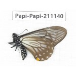 Papilio epycides ssp. China, Yunnan, Dali, Fengyi town. 1M. Papi-Papi-211140.