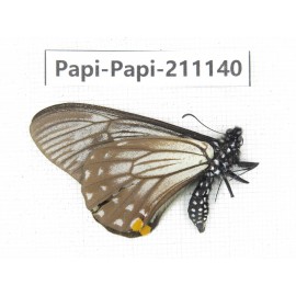Papilio epycides ssp. China, Yunnan, Dali, Fengyi town. 1M. Papi-Papi-211140.