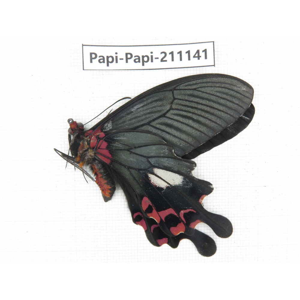 Papilio boots ssp. China, Yunnan, Dali, Fengyi town. 1M. Papi-Papi-211141.