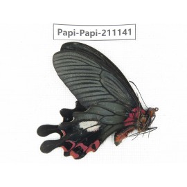 Papilio boots ssp. China, Yunnan, Dali, Fengyi town. 1M. Papi-Papi-211141.