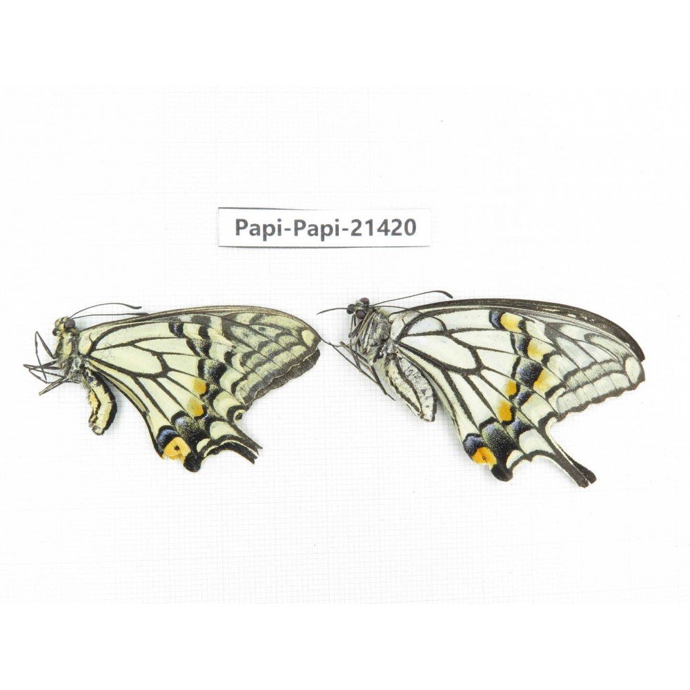 Papilio xuthus ssp. China, Yunnan, Dali, Fengyi town. 1P. Papi-Papi-21420.