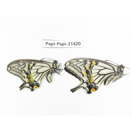 Papilio xuthus ssp. China, Yunnan, Dali, Fengyi town. 1P. Papi-Papi-21420.