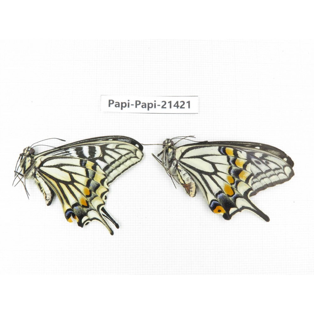 Papilio xuthus ssp. China, Yunnan, Dali, Fengyi town. 1P. Papi-Papi-21421.
