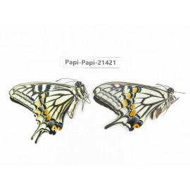 Papilio xuthus ssp. China, Yunnan, Dali, Fengyi town. 1P. Papi-Papi-21421.