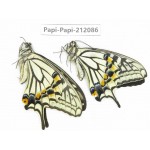 Papilio xuthus ssp. China, Yunnan, Dali, Yangbi county, C Mt.Cangshan. 1P. Papi-Papi-212086.
