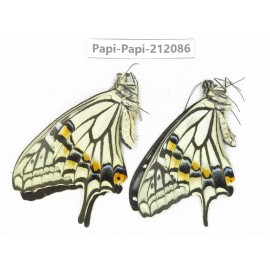 Papilio xuthus ssp. China, Yunnan, Dali, Yangbi county, C Mt.Cangshan. 1P. Papi-Papi-212086.