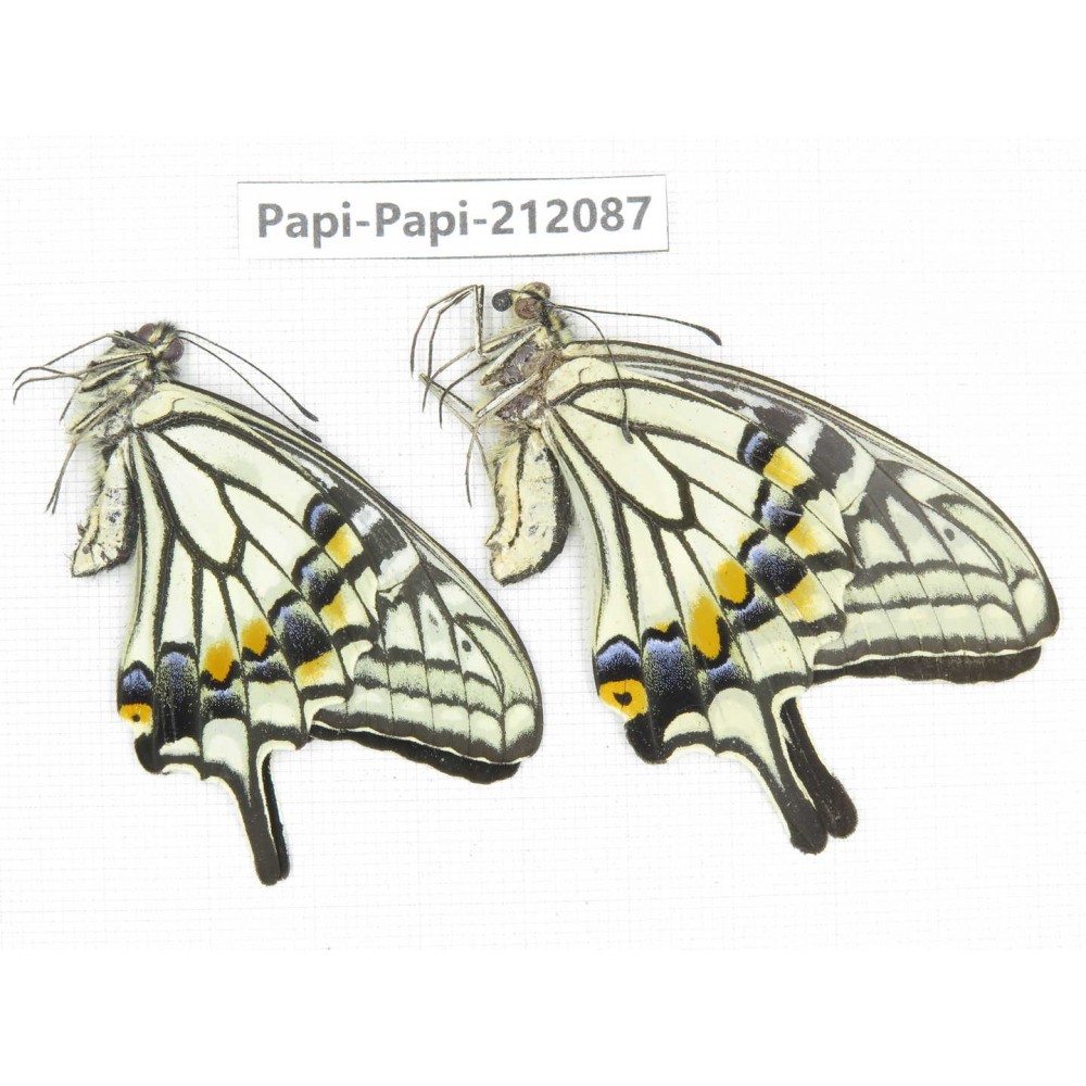 Papilio xuthus ssp. China, Yunnan, Dali, Yangbi county, C Mt.Cangshan. 1P. Papi-Papi-212087.