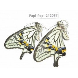 Papilio xuthus ssp. China, Yunnan, Dali, Yangbi county, C Mt.Cangshan. 1P. Papi-Papi-212087.