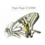 Papilio xuthus ssp. China, Yunnan, Dali, Yangbi county, C Mt.Cangshan. 1M. Papi-Papi-212088.