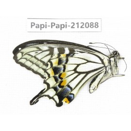 Papilio xuthus ssp. China, Yunnan, Dali, Yangbi county, C Mt.Cangshan. 1M. Papi-Papi-212088.