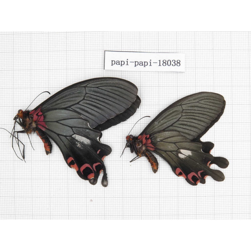 Papilio boots ssp. China, Yunnan, Dali, Yangbi county, Pingpo. 2M. Papi-Papi-18038.