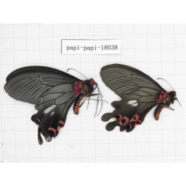 Papilio boots ssp. China, Yunnan, Dali, Yangbi county, Pingpo. 2M. Papi-Papi-18038.