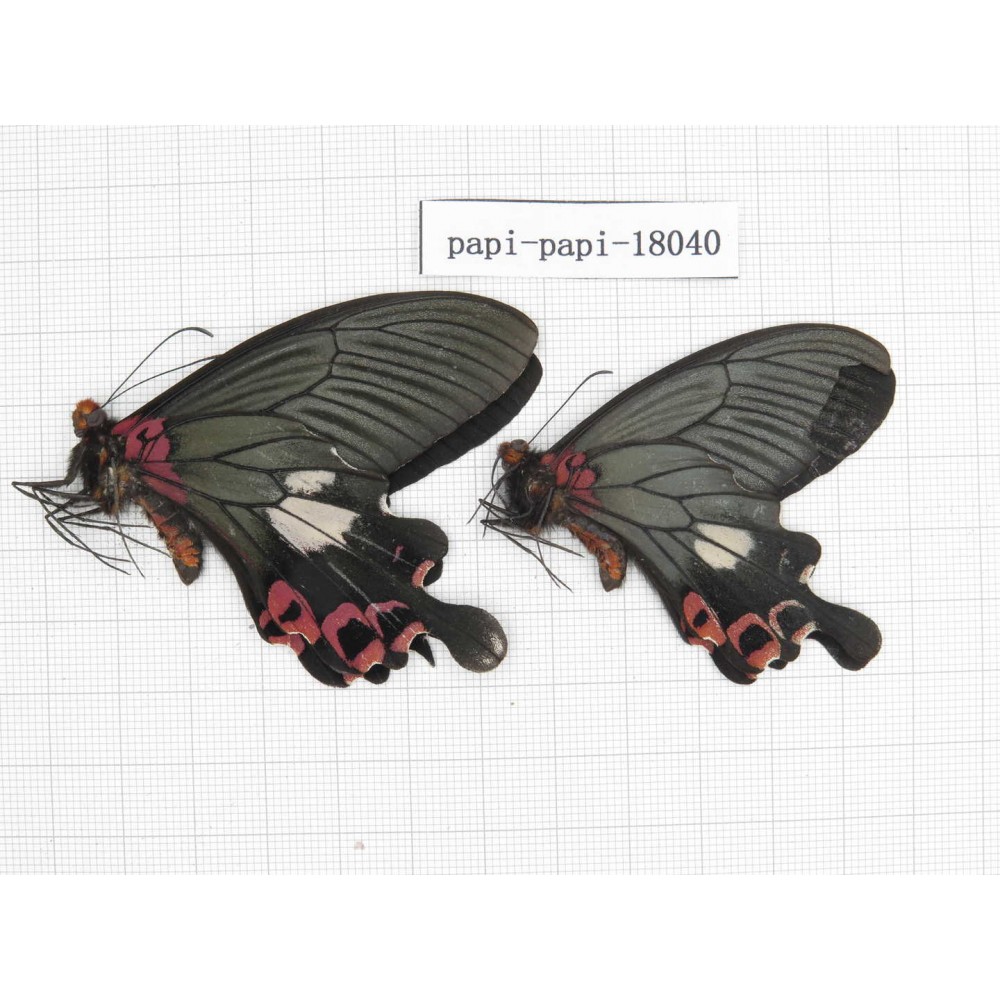 Papilio boots ssp. China, Yunnan, Dali, Yangbi county, Pingpo. 2M. Papi-Papi-18040.