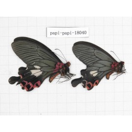 Papilio boots ssp. China, Yunnan, Dali, Yangbi county, Pingpo. 2M. Papi-Papi-18040.