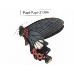 Papilio boots ssp. China, Yunnan, Nujiang, Fugong county (Myanmar border). 1M. Papi-Papi-21396.