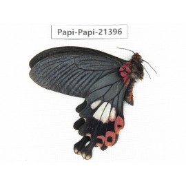 Papilio boots ssp. China, Yunnan, Nujiang, Fugong county (Myanmar border). 1M. Papi-Papi-21396.