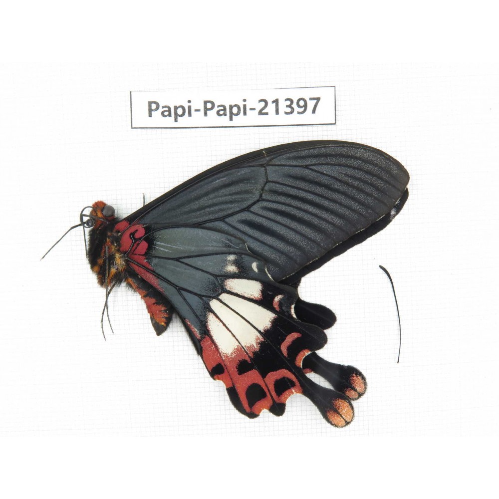 Papilio boots ssp. China, Yunnan, Nujiang, Fugong county (Myanmar border). 1M. Papi-Papi-21397.