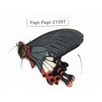 Papilio boots ssp. China, Yunnan, Nujiang, Fugong county (Myanmar border). 1M. Papi-Papi-21397.
