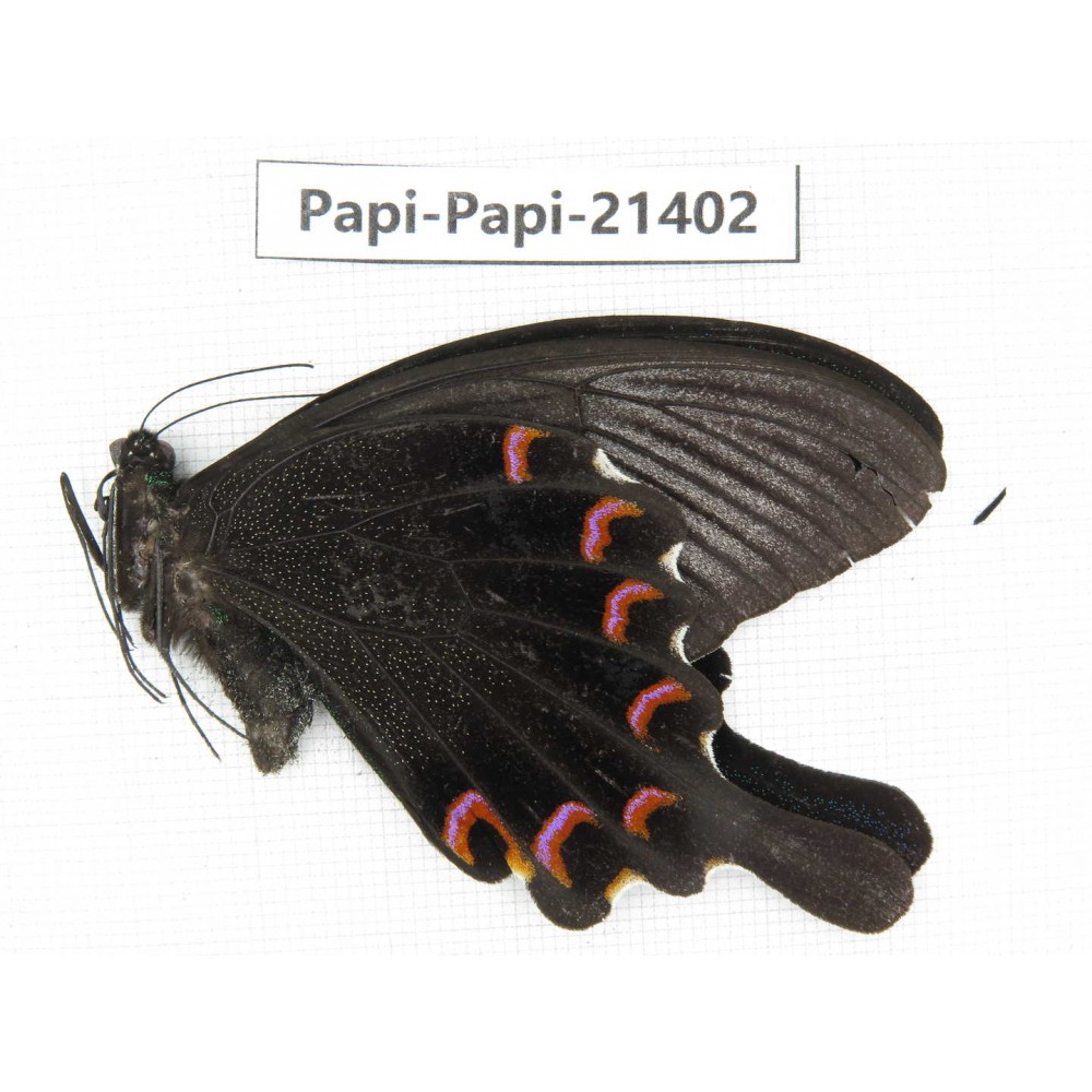 Papilio polyctor ssp. China, Yunnan, Nujiang, Fugong county (Myanmar border). 1M. Papi-Papi-21402.