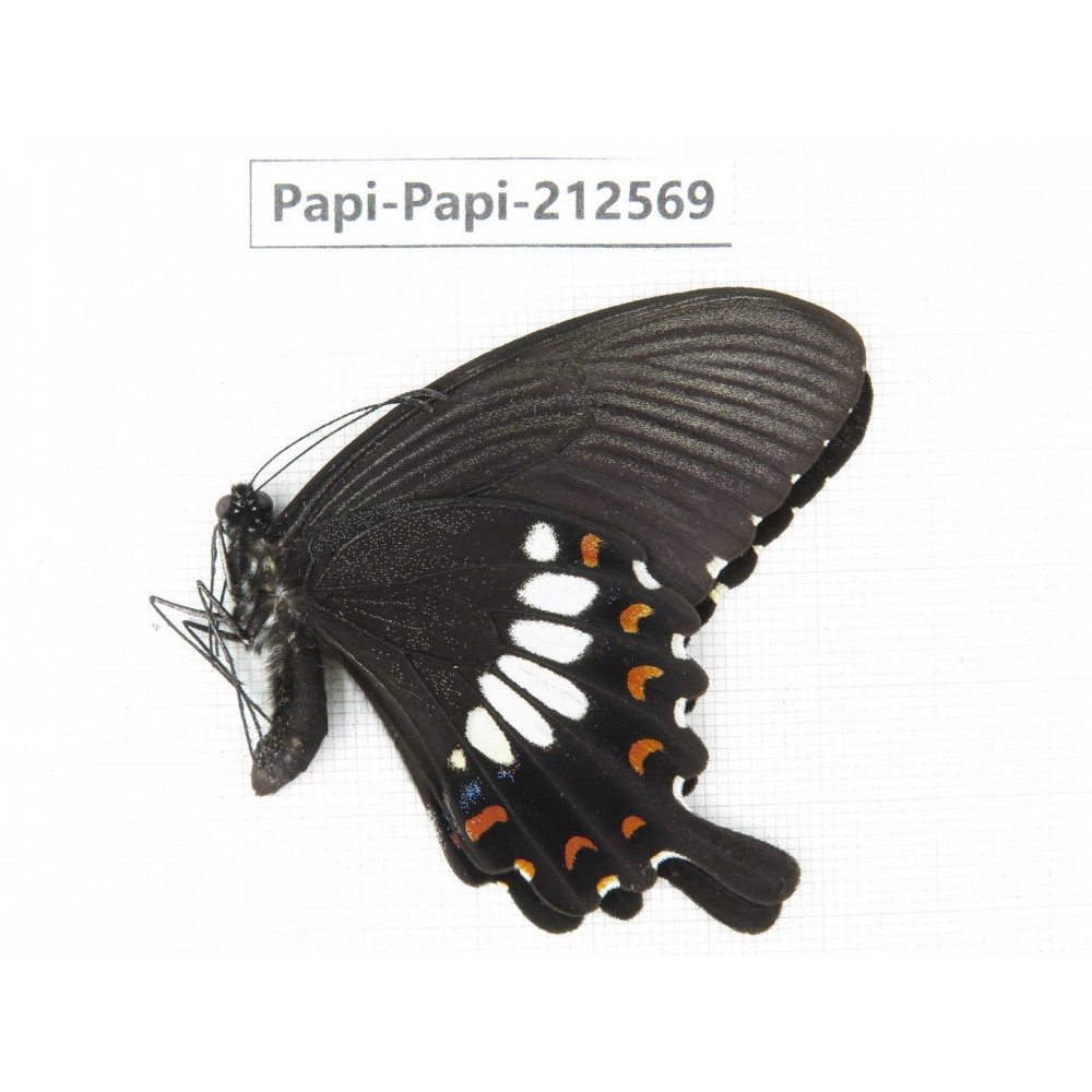 Papilio polytes ssp. China, Yunnan, Nujiang, N of Mt.Biluoxueshan. 1M. Papi-Papi-212569.