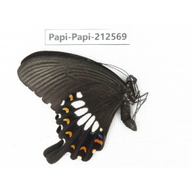 Papilio polytes ssp. China, Yunnan, Nujiang, N of Mt.Biluoxueshan. 1M. Papi-Papi-212569.