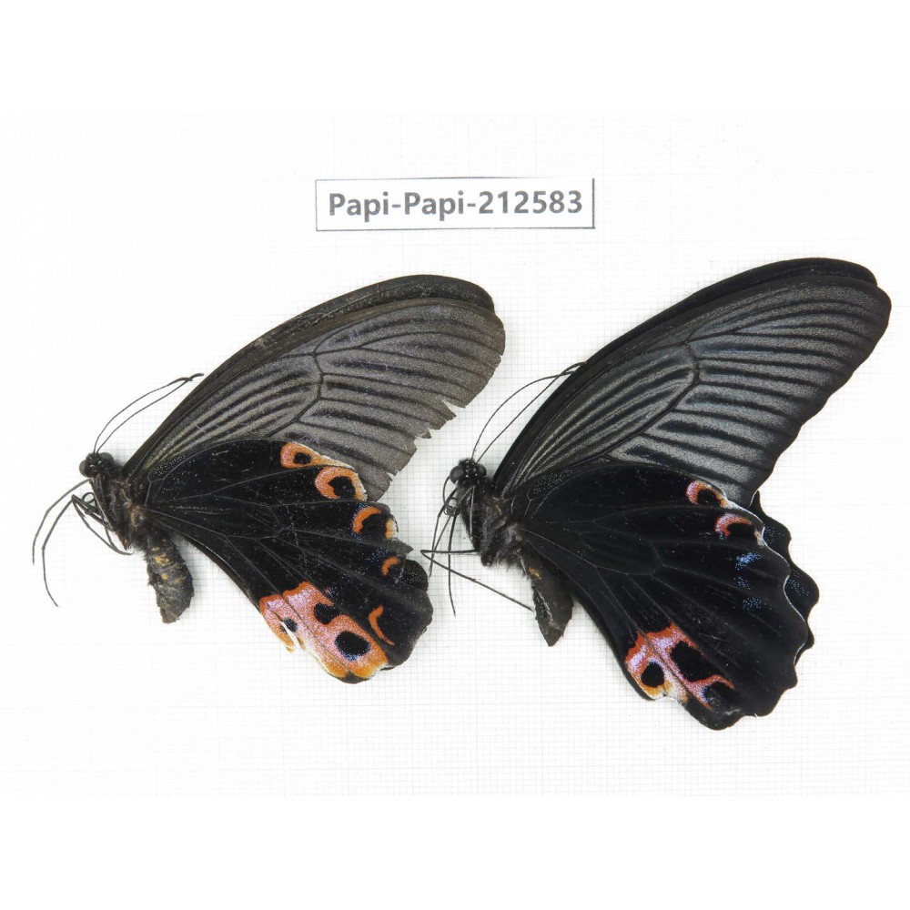Papilio protenor ssp & Papilio polyctor ssp. China, Yunnan, Nujiang, N of Mt.Biluoxueshan. 1P. Papi-Papi-212583.