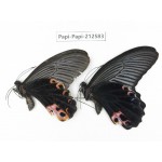 Papilio protenor ssp & Papilio polyctor ssp. China, Yunnan, Nujiang, N of Mt.Biluoxueshan. 1P. Papi-Papi-212583.