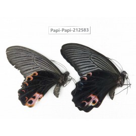 Papilio protenor ssp & Papilio polyctor ssp. China, Yunnan, Nujiang, N of Mt.Biluoxueshan. 1P. Papi-Papi-212583.