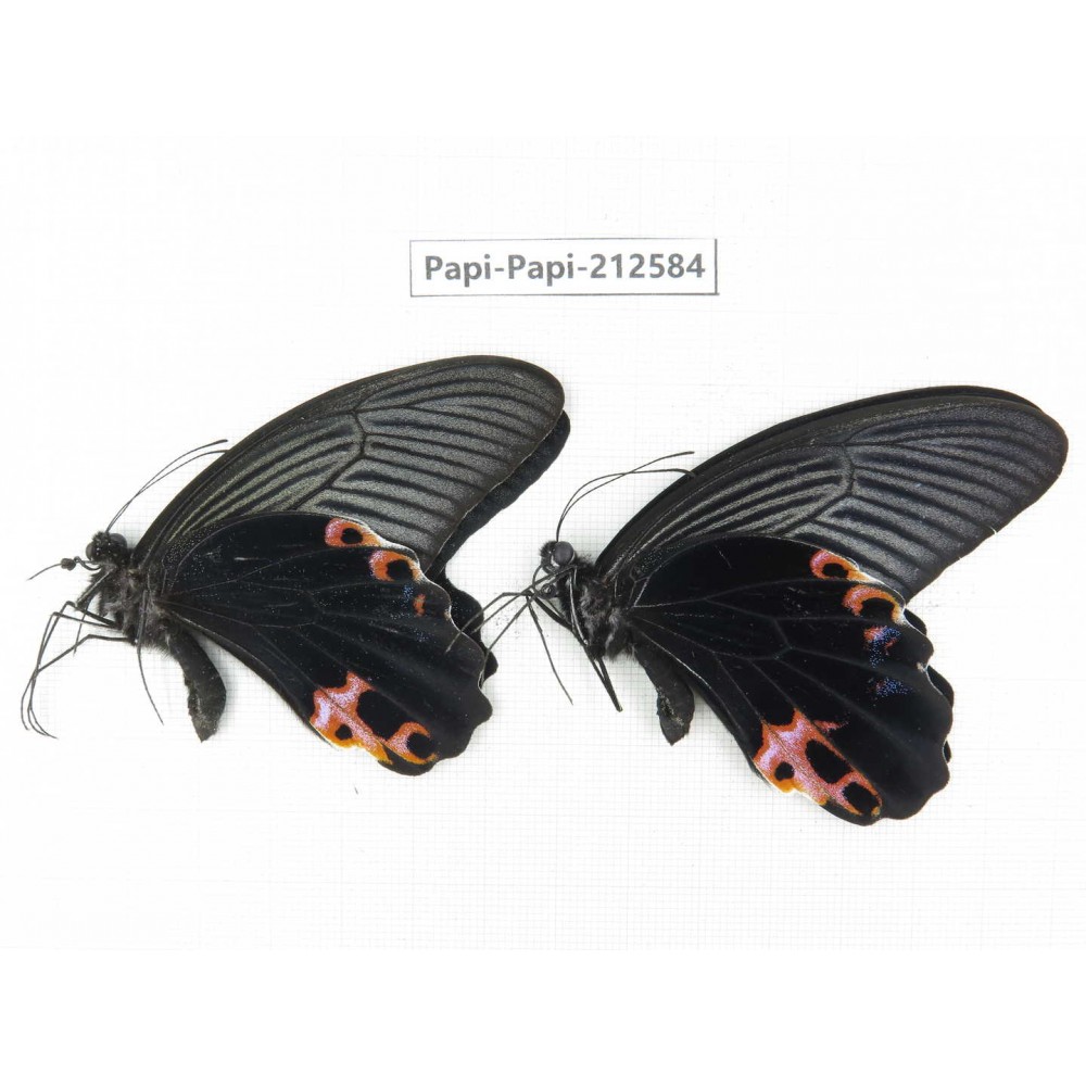 Papilio protenor ssp. China, Yunnan, Nujiang, N of Mt.Biluoxueshan. 2M. Papi-Papi-212584.