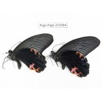 Papilio protenor ssp. China, Yunnan, Nujiang, N of Mt.Biluoxueshan. 2M. Papi-Papi-212584.