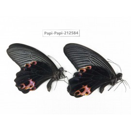 Papilio protenor ssp. China, Yunnan, Nujiang, N of Mt.Biluoxueshan. 2M. Papi-Papi-212584.