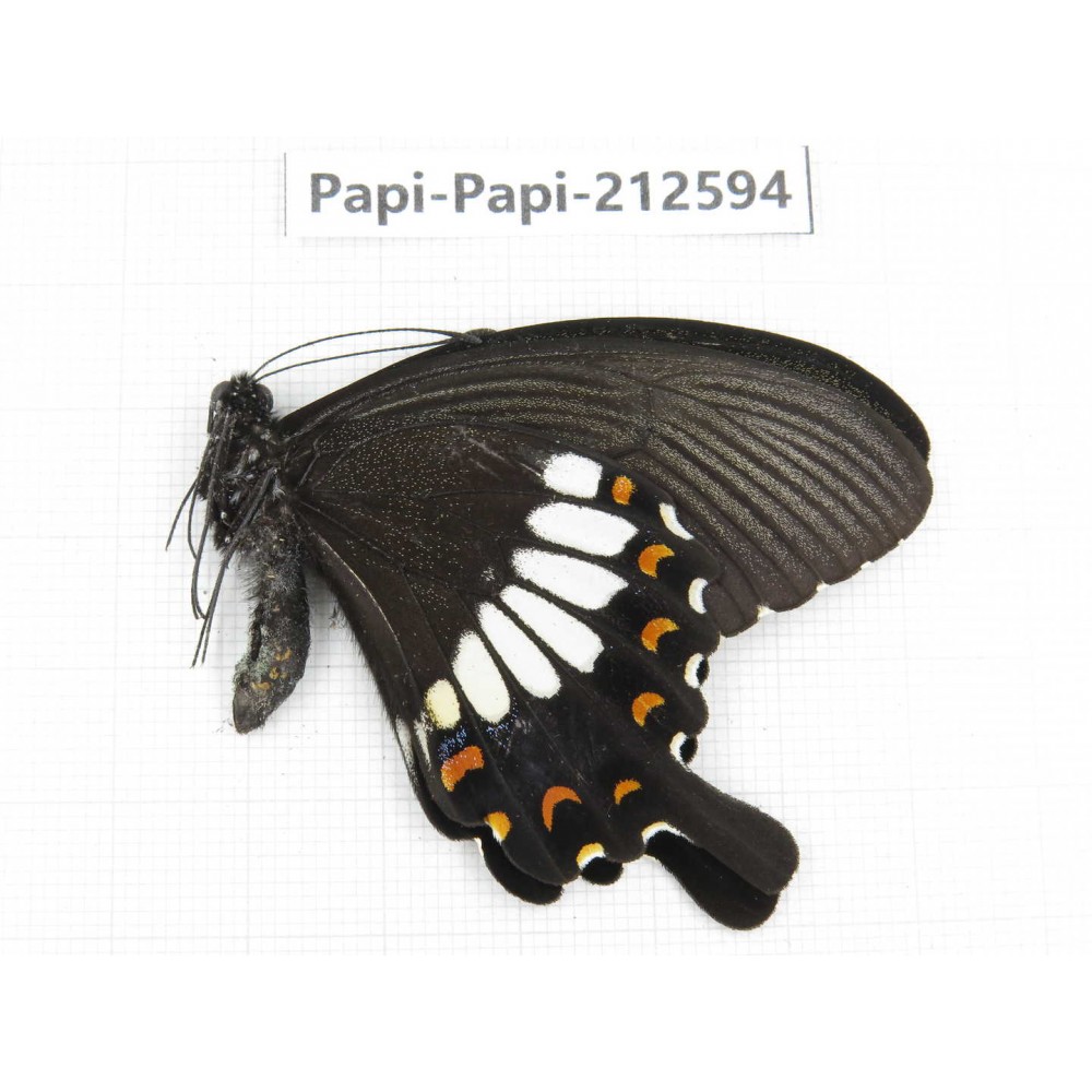 Papilio polytes ssp. China, Yunnan, Nujiang, N of Mt.Biluoxueshan. 1M. Papi-Papi-212594.