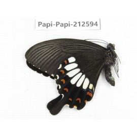 Papilio polytes ssp. China, Yunnan, Nujiang, N of Mt.Biluoxueshan. 1M. Papi-Papi-212594.
