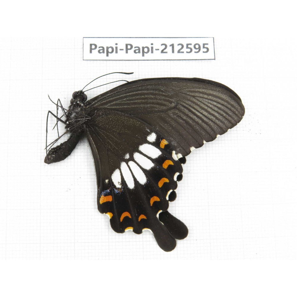 Papilio polytes ssp. China, Yunnan, Nujiang, N of Mt.Biluoxueshan. 1M. Papi-Papi-212595.