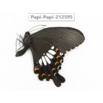 Papilio polytes ssp. China, Yunnan, Nujiang, N of Mt.Biluoxueshan. 1M. Papi-Papi-212595.