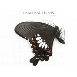 Papilio polytes ssp. China, Yunnan, Nujiang, N of Mt.Biluoxueshan. 1M. Papi-Papi-212595.