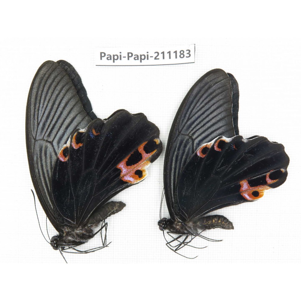 Papilio protenor ssp. China, Yunnan, Nujiang, N of Mt.Biluoxueshan. 2M. Papi-Papi-211183.