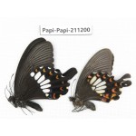 Papilio polytes ssp. China, Yunnan, Nujiang, N of Mt.Biluoxueshan. 1P. Papi-Papi-211200.