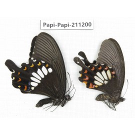 Papilio polytes ssp. China, Yunnan, Nujiang, N of Mt.Biluoxueshan. 1P. Papi-Papi-211200.