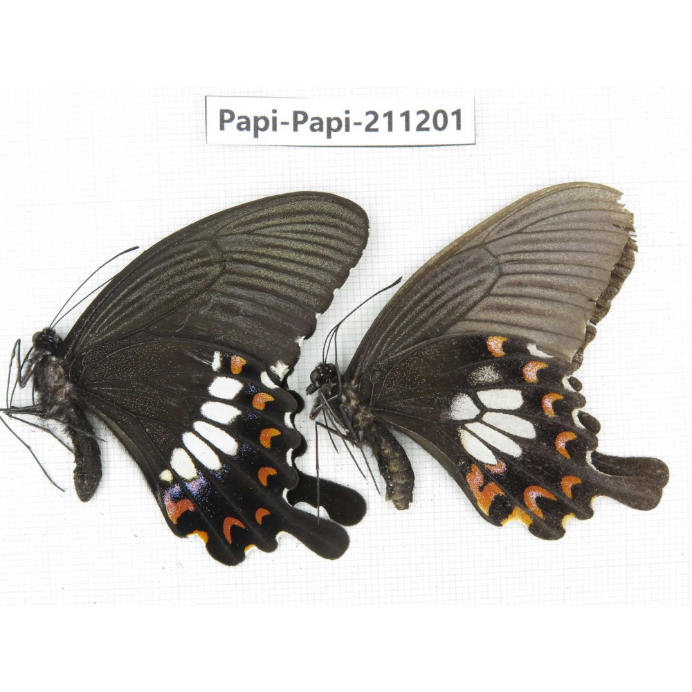Papilio polytes ssp. China, Yunnan, Nujiang, N of Mt.Biluoxueshan. 1P. Papi-Papi-211201.