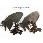 Papilio polytes ssp. China, Yunnan, Nujiang, N of Mt.Biluoxueshan. 1P. Papi-Papi-211201.