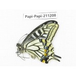 Papilio xuthus ssp. China, Yunnan, Nujiang, N of Mt.Biluoxueshan. 1M. Papi-Papi-211208.