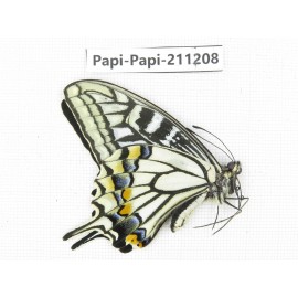 Papilio xuthus ssp. China, Yunnan, Nujiang, N of Mt.Biluoxueshan. 1M. Papi-Papi-211208.