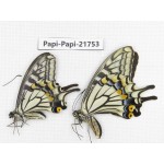 Papilio xuthus ssp. China, Yunnan, Nujiang, N of Mt.Biluoxueshan. 2M. Papi-Papi-21753.