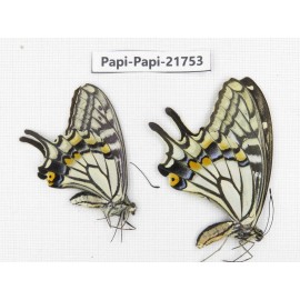 Papilio xuthus ssp. China, Yunnan, Nujiang, N of Mt.Biluoxueshan. 2M. Papi-Papi-21753.